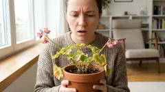 Koupili jste si krásnou květinu, ale za týden zvadne? Co se ve skutečnosti děje?