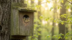 Chtěli jsme pomoct ptákům, ale dopadlo to naopak: nejnebezpečnější chyby při stavbě ptačí budky