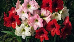 Hippeastrum doma: jak zasadit a pečovat, aby rozkvetl obrovskými květy