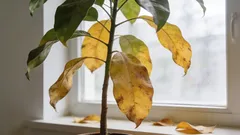 Proč rostlina shazuje listy? Jak za 1 minutu zjistit skutečnou příčinu