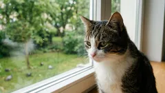 Mnoho lidí chová kočky pouze doma – ale téměř nikdo si nevšimne, co se s nimi stane za několik let.